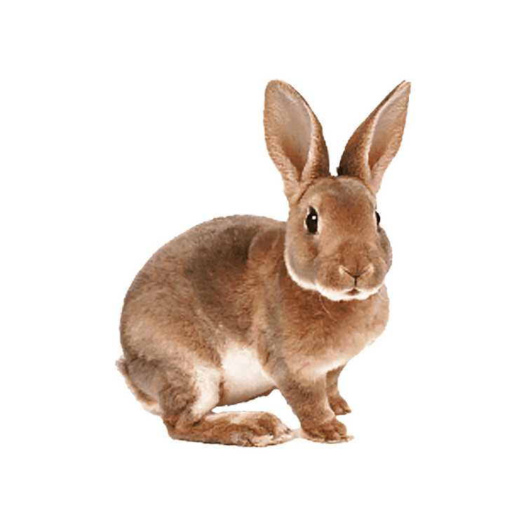 Rabbits | Langford Vets