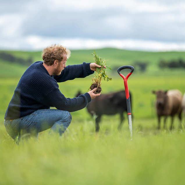 A farmer in a cow field lifts a sample of plant material and soil to examine it