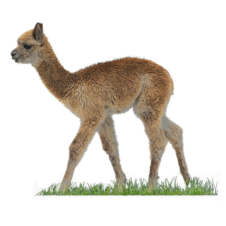 Cria walking in grass